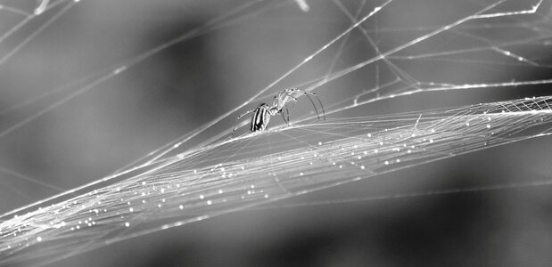 Spider web armenia