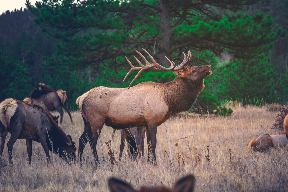 Wildlife woods forest