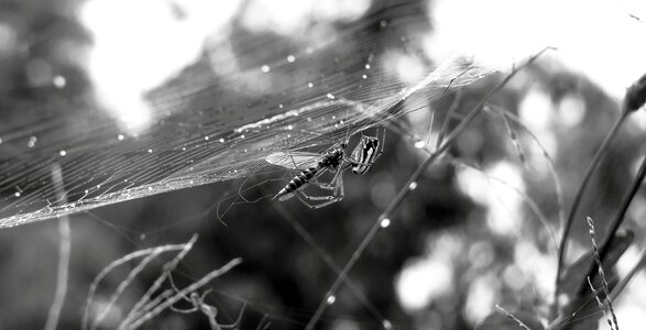 Spider insect trapped armenia photo