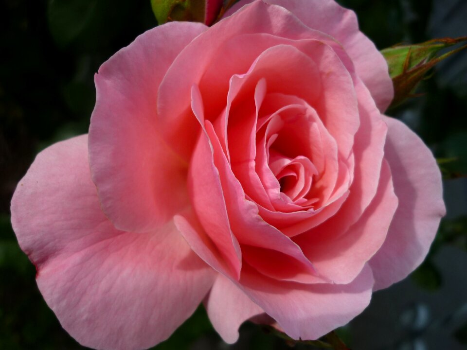 Blossom bloom pink