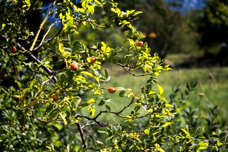 Autumn nature fruit photo