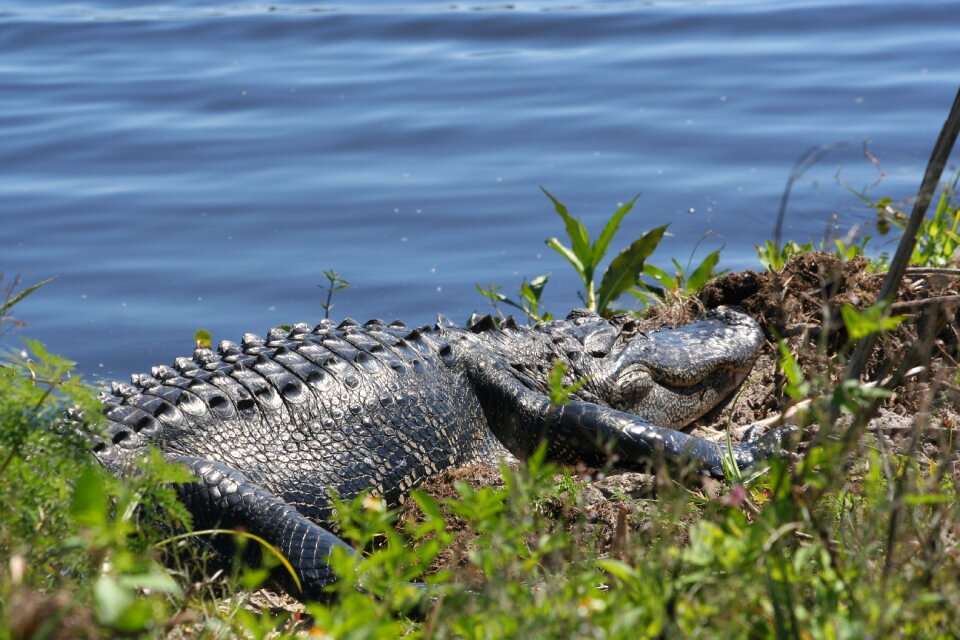 Wildlife animal florida