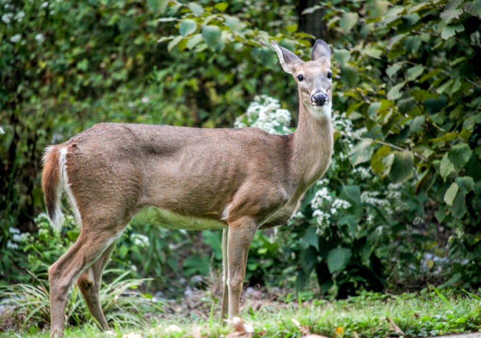 Wildlife animal nature
