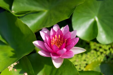 Lotus pond Free photos photo