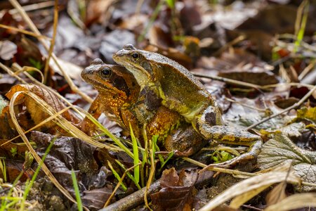 Animal world animal reptile