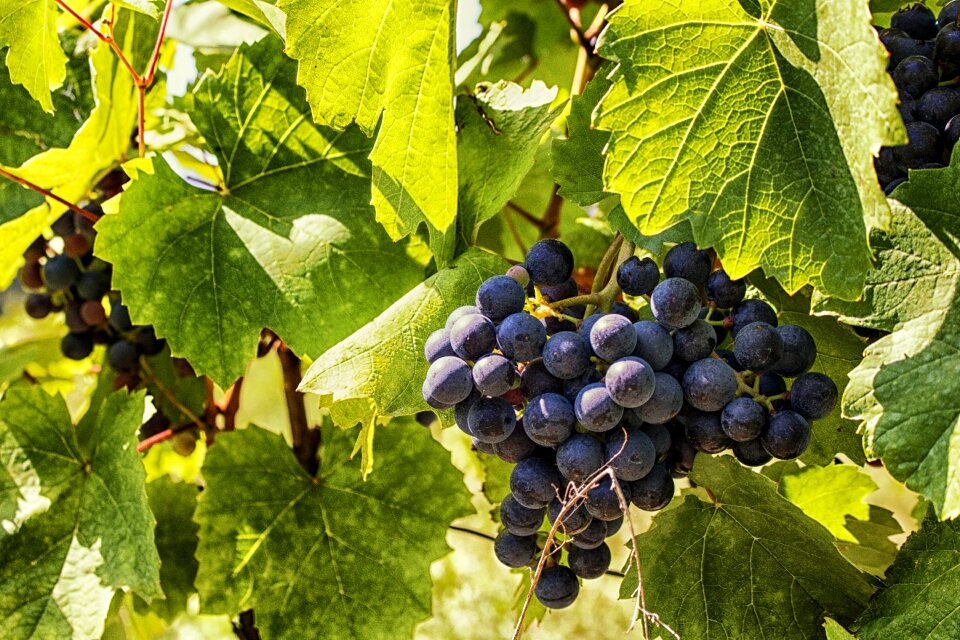 Vineyard winegrowing fruits