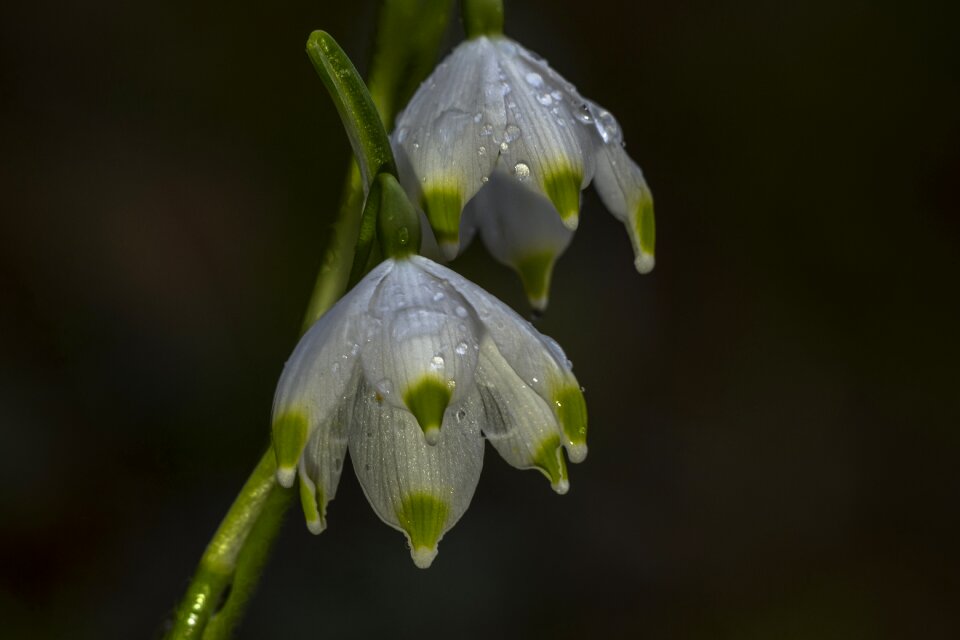 Plant galanthus galanthus nivalis