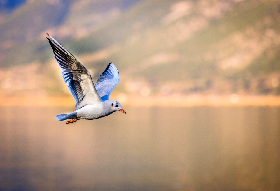 Wings gull animal photo