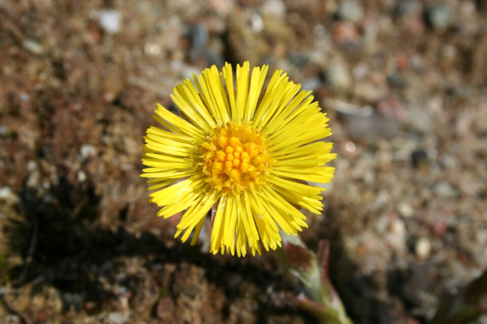 Medicinal plants medicinal herbs cough medicines
