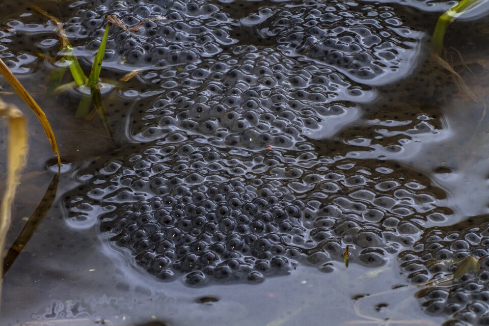 Nature waters animal world