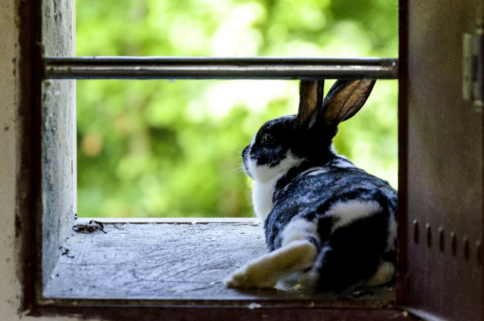 Animal photo lying view