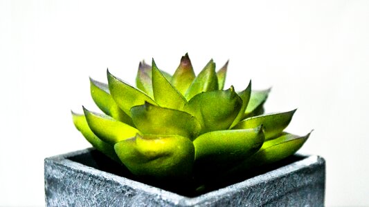 Isolated plant succulent leaf photo