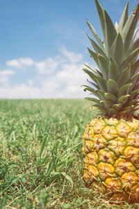 Fruit juice crop