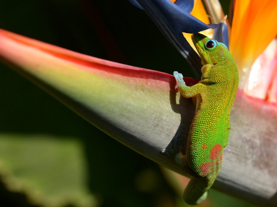 Hawaii nature exotic