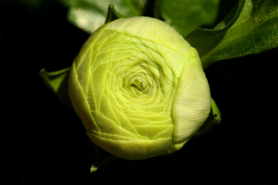 Bloom green closed
