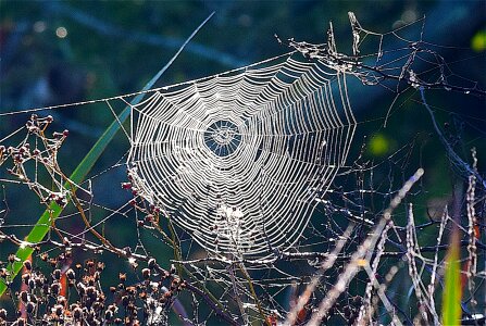 Web nature insect