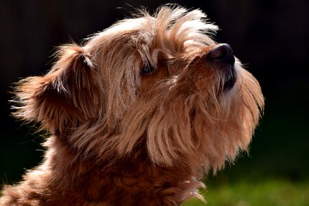 Pet hairy scrubby photo