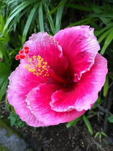 Tropical blossom pink photo