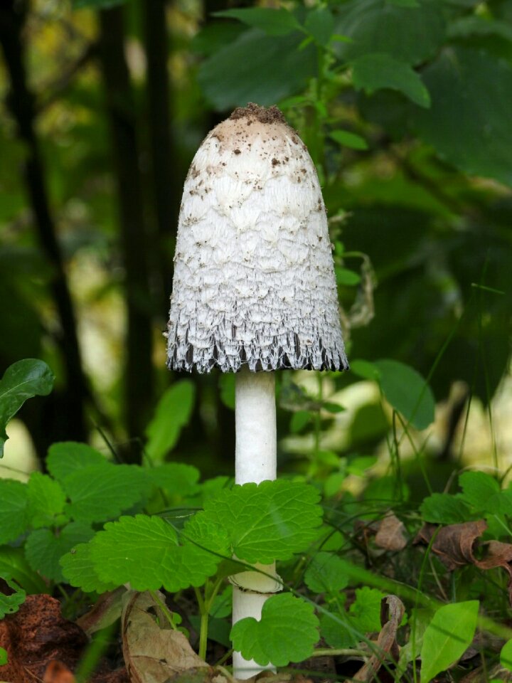 Autumn nature wood