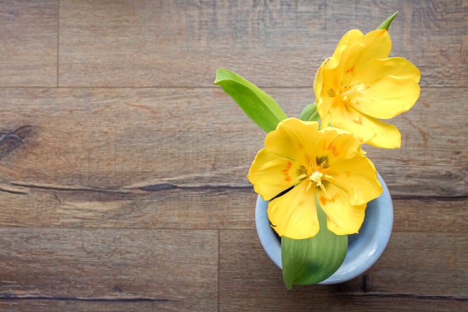 Yellow morning spring