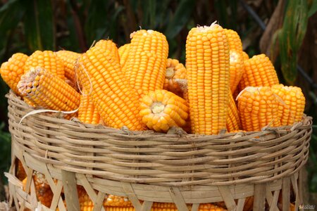 Coarse cereals grains food photo