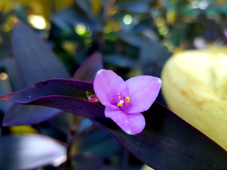 Natural leaf bloom