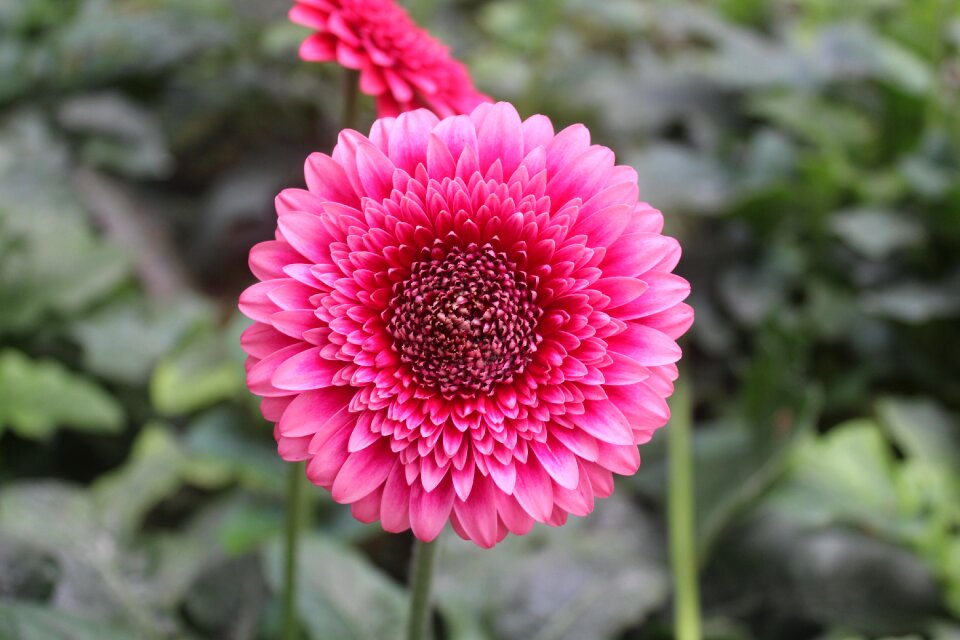 Garden summer floral