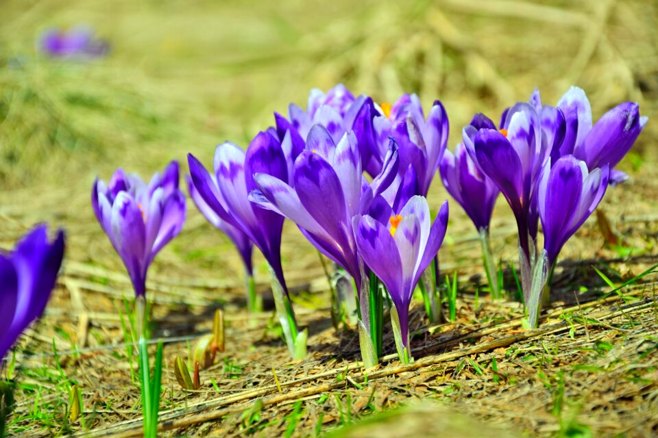 Flora season growth