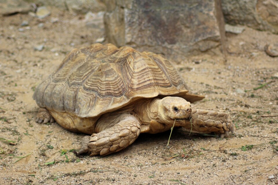 Turtles zoo deep reptile
