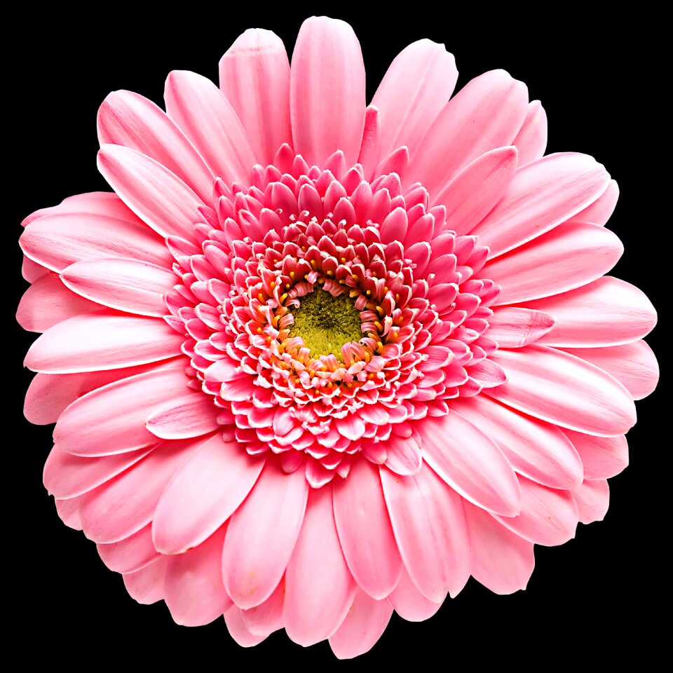 Floral pink flower black background
