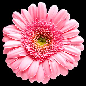 Floral pink flower black background