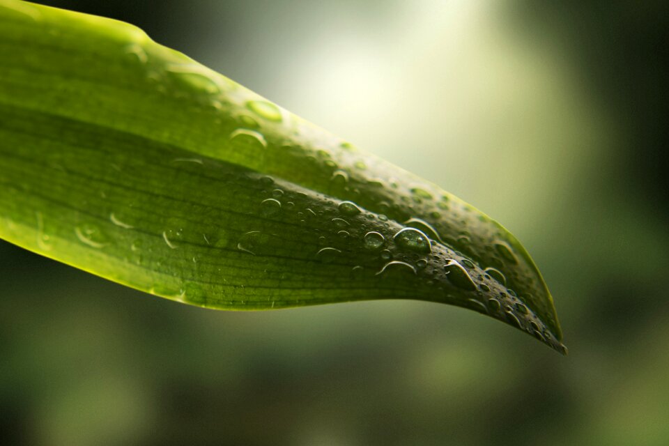 Drop of water green close up