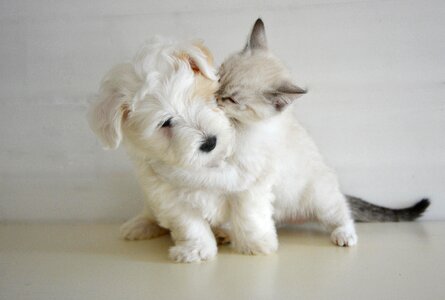 Dog cat tenderness complicity photo