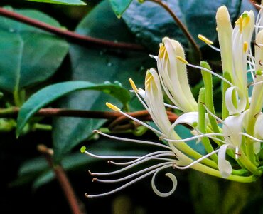 Leaf color flower's
