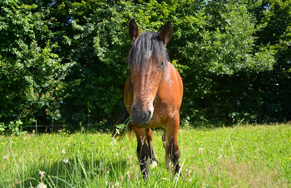 Insects brown horse equine