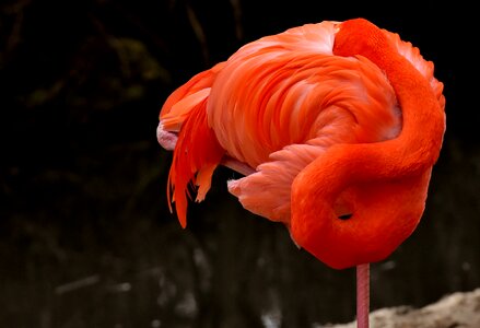 Feather pride tierpark hellabrunn
