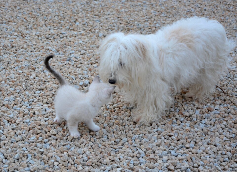 Domestic animal complicity white fur