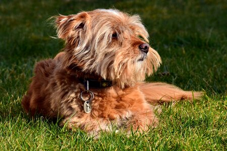 Small hairy fur