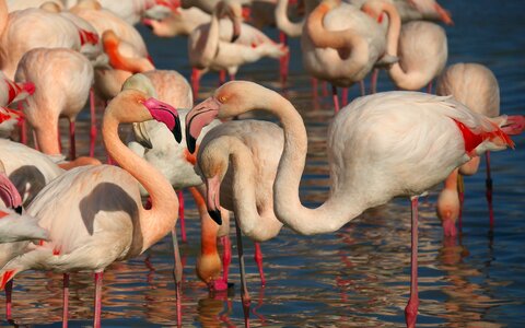 Animal nature camargue
