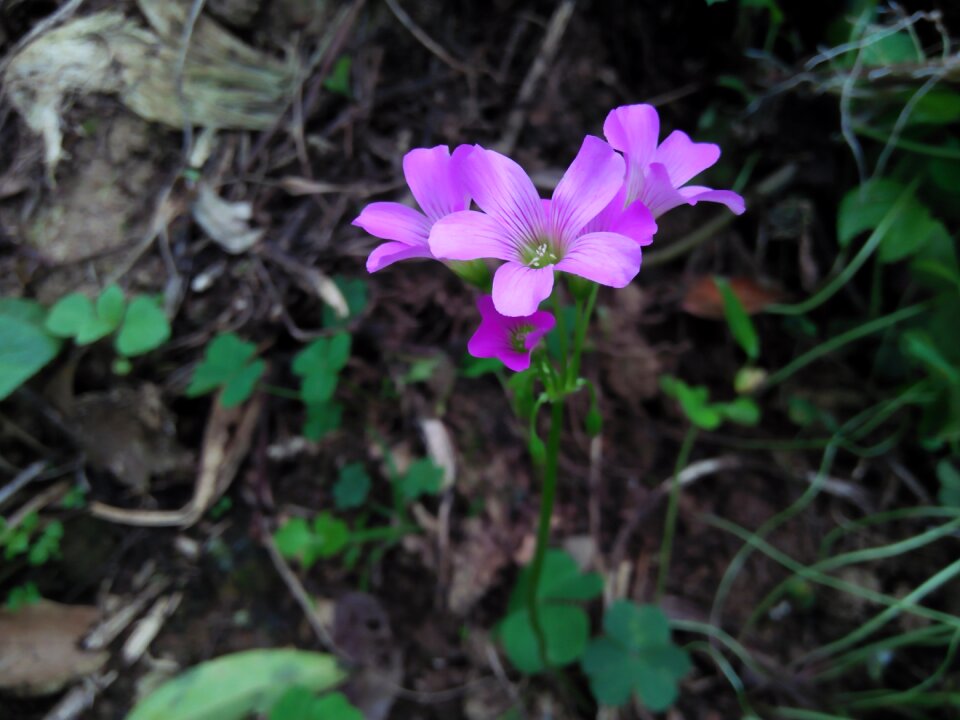 Purple ornamental plants blossom
