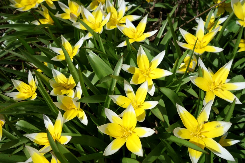 Flower garden blossom
