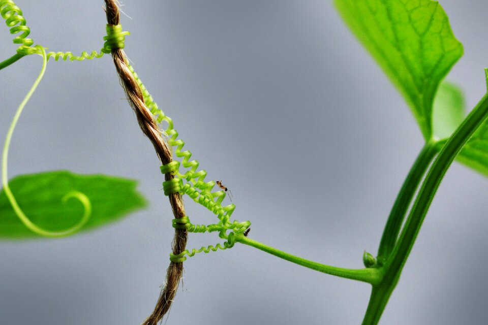 Growth blue leaf blue growth