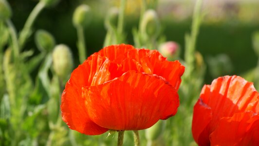 Poppy flower schloßpark oranienburg garden show