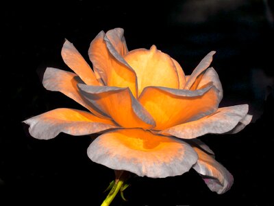 Nature rose black rose
