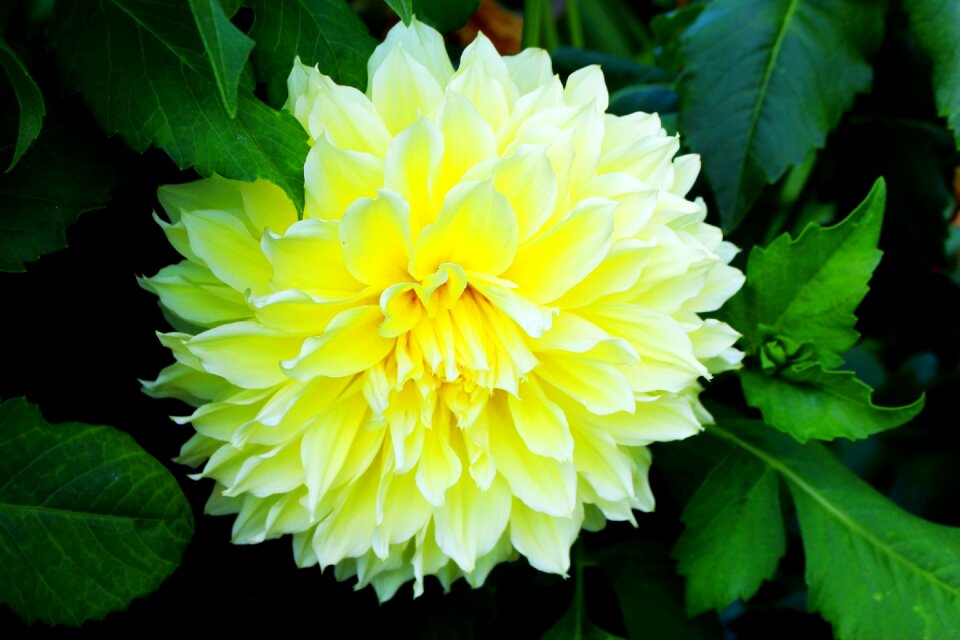 Full bloom summer garden
