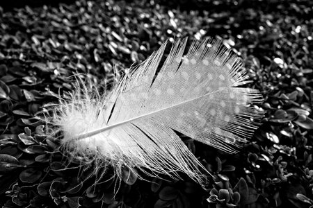 Plumage white feather quill photo