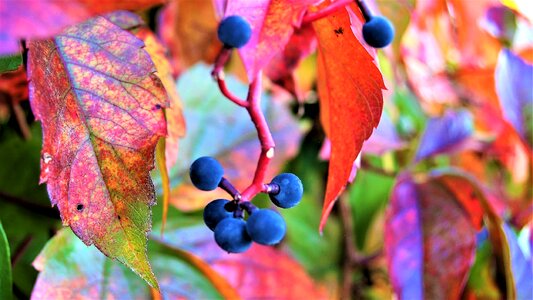 Colors of autumn october sunny