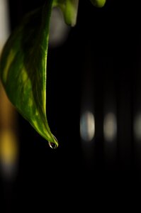 Plant growth light