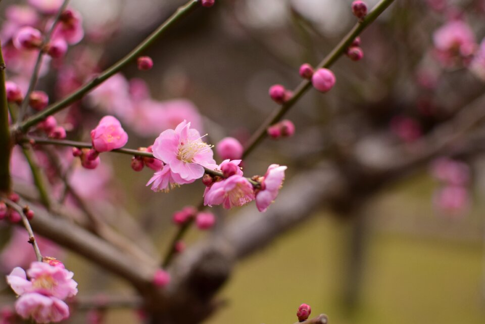 Plum flowers extension tubes
