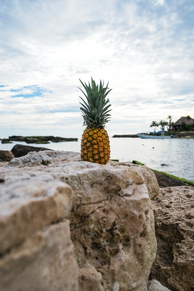 Fruit juice crop